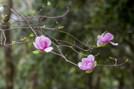 玉兰花开