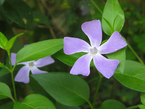 一朵漂亮的蔓长春花