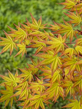 红枫叶植物