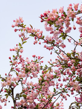 樱花仰拍