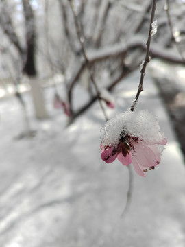 雪中桃花