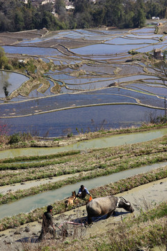 元阳梯田