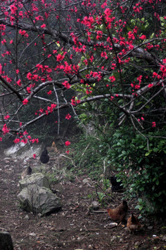 桃花