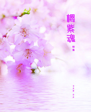櫻紫魂書(shū)刊封面設(shè)計(jì)