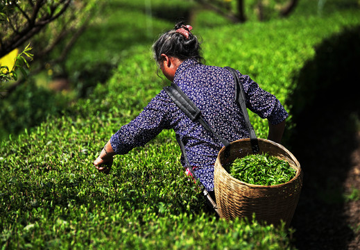 采摘明前茶