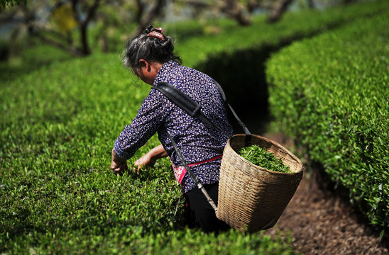 采摘明前茶