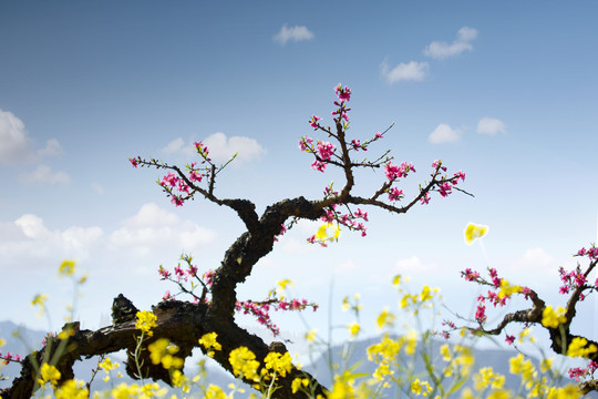 桃花醉