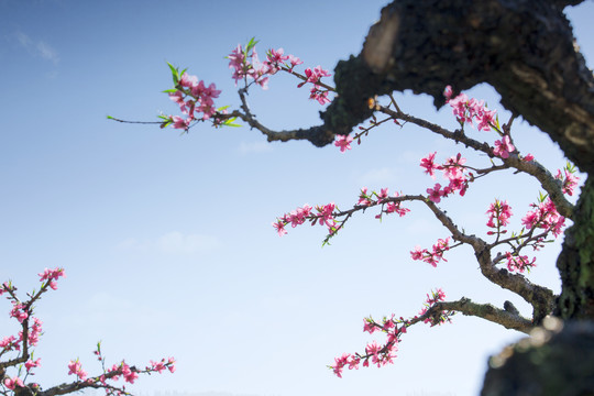 桃花醉