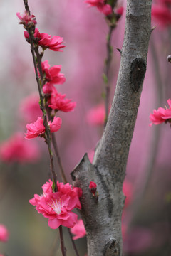 盛开的碧桃花