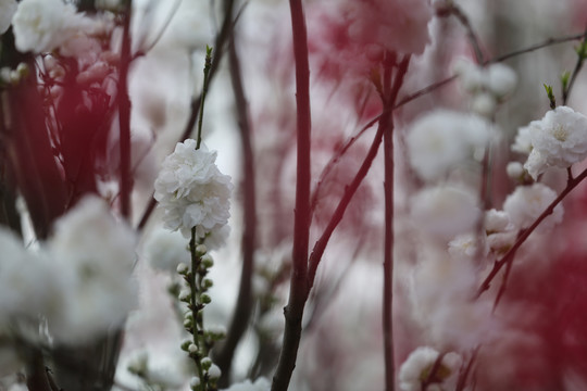 盛开的碧桃花