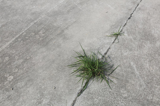 水泥地夹缝生长的草