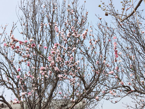 山桃花