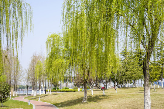 南京江宁九龙湖公园春天的垂柳
