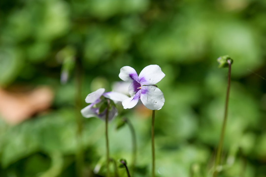 堇菜