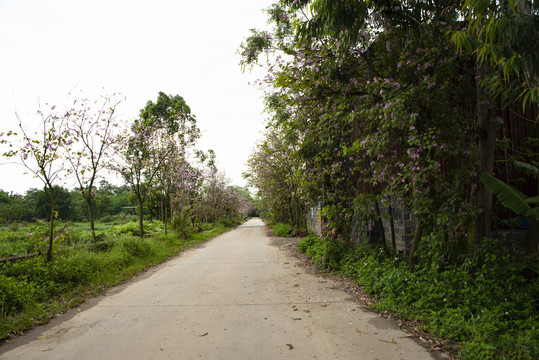 乡间小路