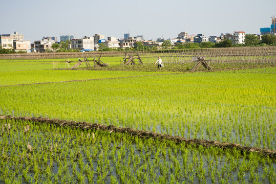 田间管理