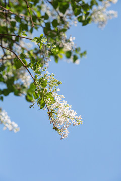 丁香花