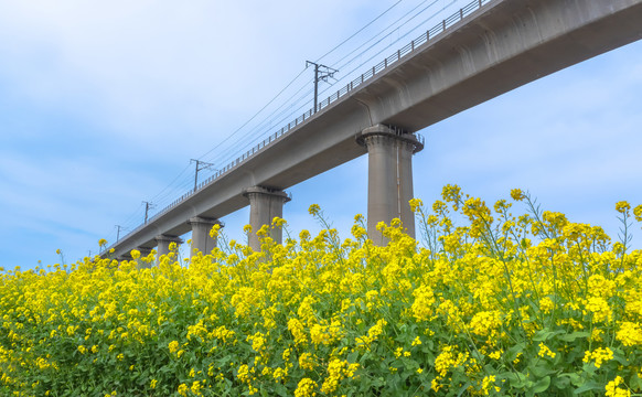 铁路油菜花