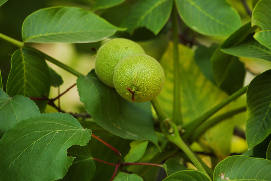 核桃树