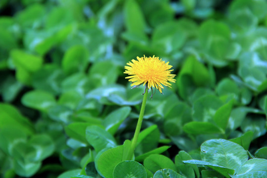 野生黄花