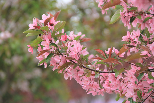 烂漫樱花