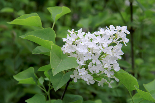 白丁香花