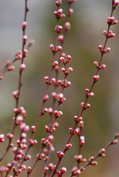 桃花花蕾