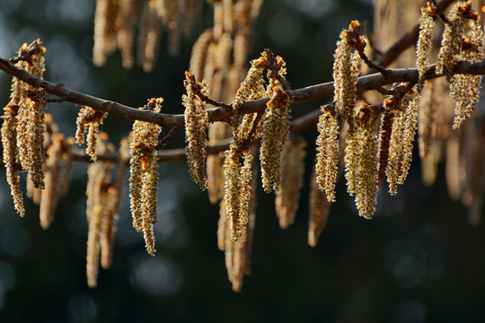 杨树花穗