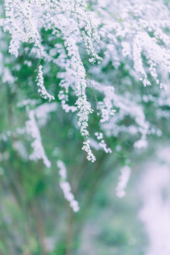 喷雪花白色背景春天绿色植物