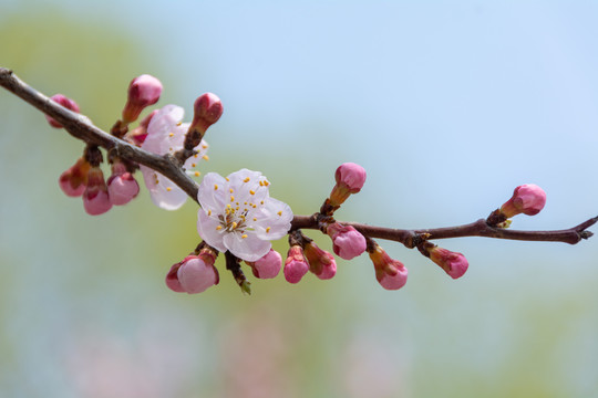 杏花桃花梨花