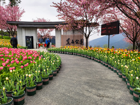 郁金香红色樱花