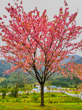 公园樱花树