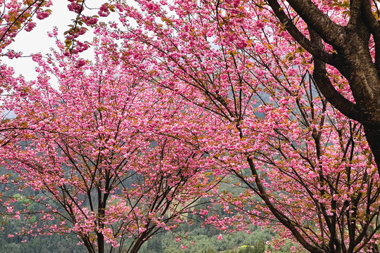 红色观赏樱花树