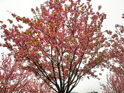 红色观赏樱花树