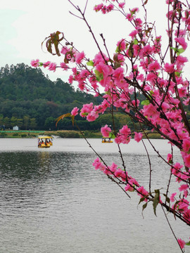 桃花湖水