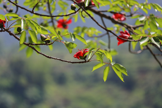 木棉花