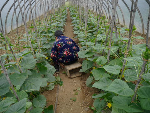 菜农温室种黄瓜