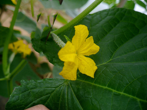 黄瓜花