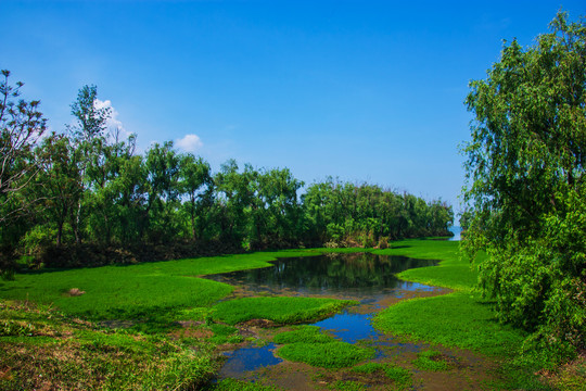 云南滇池湿地风光