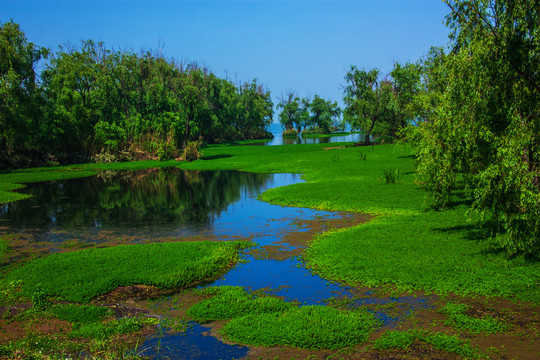 云南滇池湿地风光