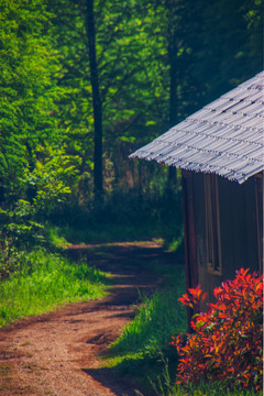 树林小路小屋