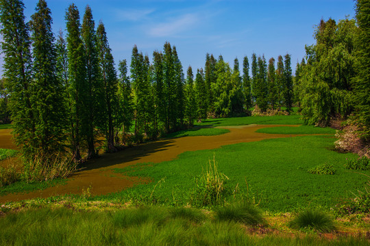 云南滇池湿地风光