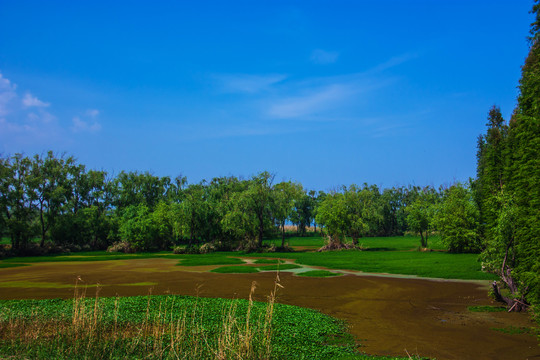 云南滇池湿地