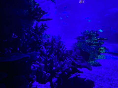 水族馆造景