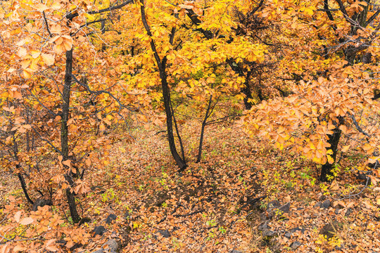秋季金色树林山林