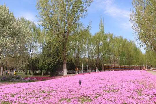 芝樱花