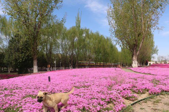 芝樱花