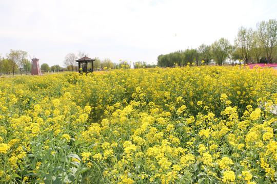 油菜花