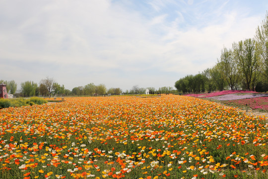 春花烂漫