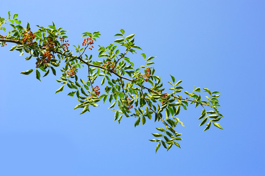 蓝天花椒枝